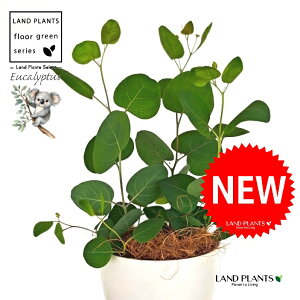 [Ji||Xj 4 F vX`bN 1 yRRt@Co[z ۏ }o ۏꃆ[J [J̖ RA RA̖ Eucalyptus polyanthemos