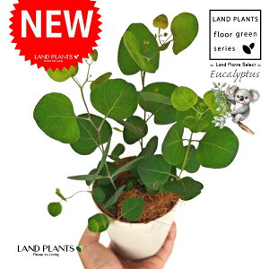 [Ji||Xj 4 F vX`bN 1 yRRt@Co[z ۏ }o ۏꃆ[J [J̖ RA RA̖ Eucalyptus polyanthemos