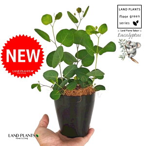 [Ji||Xj 4 F vX`bN 1 yRRt@Co[z ۏ }o ۏꃆ[J [J̖ RA RA̖ Eucalyptus polyanthemos