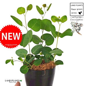 [Ji||Xj 4 F vX`bN 1 yRRt@Co[z ۏ }o ۏꃆ[J [J̖ RA RA̖ Eucalyptus polyanthemos