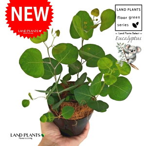 [Ji||Xj 4 F vX`bN 1 yRRt@Co[z ۏ }o ۏꃆ[J [J̖ RA RA̖ Eucalyptus polyanthemos