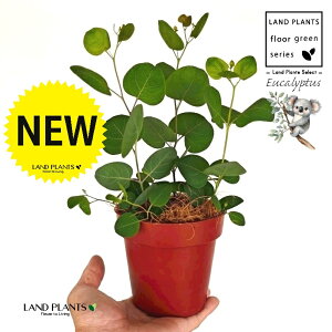 [Ji||Xj 4 F vX`bN 1 yRRt@Co[z ۏ }o ۏꃆ[J [J̖ RA RA̖ Eucalyptus polyanthemos