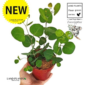 [Ji||Xj 4 F vX`bN 1 yRRt@Co[z ۏ }o ۏꃆ[J [J̖ RA RA̖ Eucalyptus polyanthemos