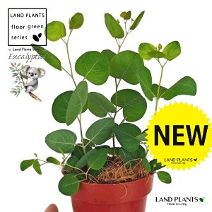 [Ji||Xj 4 F vX`bN 1 yRRt@Co[z ۏ }o ۏꃆ[J [J̖ RA RA̖ Eucalyptus polyanthemos