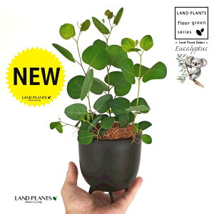 [Ji||Xj ̕t ōi v F MTCY 1 yRRt@Co[EX^hz ۏ }o ۏꃆ[J [J̖ RA RA̖ Eucalyptus polyanthemos