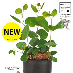 [Ji||Xj ̕t ōi v F MTCY 1 yRRt@Co[EX^hz ۏ }o ۏꃆ[J [J̖ RA RA̖ Eucalyptus polyanthemos