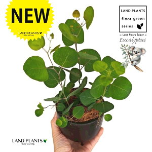 [Ji||Xj ̕t ōi v F MTCY 1 yRRt@Co[EX^hz ۏ }o ۏꃆ[J [J̖ RA RA̖ Eucalyptus polyanthemos