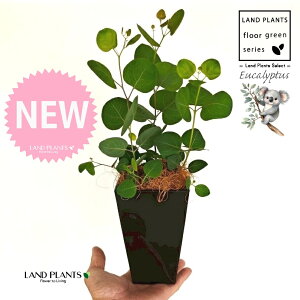 [Ji||Xj 4 F XNGA^ vX`bN 1 yMERRt@Co[z ۏ }o ۏꃆ[J [J̖ RA RA̖ Eucalyptus polyanthemos