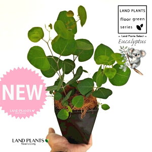 [Ji||Xj 4 F XNGA^ vX`bN 1 yMERRt@Co[z ۏ }o ۏꃆ[J [J̖ RA RA̖ Eucalyptus polyanthemos