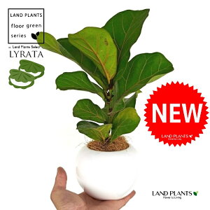 JVoS F ی^ 픫 1 yMERRt@Co[ztBJX [^ or[m S S̖ t  tS Ficus lyrata fiddle-leaf fig