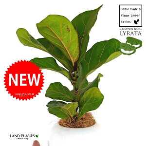 JVoS F ی^ 픫 1 yMERRt@Co[ztBJX [^ or[m S S̖ t  tS Ficus lyrata fiddle-leaf fig