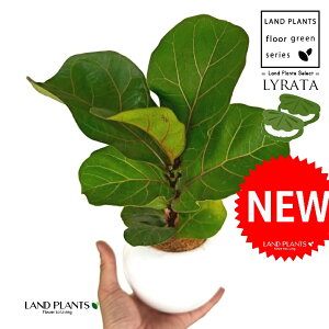 JVoS F ی^ 픫 1 yMERRt@Co[ztBJX [^ or[m S S̖ t  tS Ficus lyrata fiddle-leaf fig