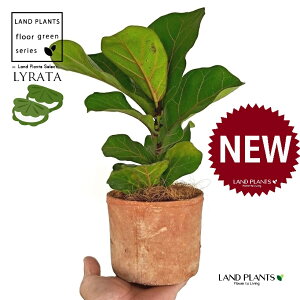 JVoS F X|bg V_[^ 픫 1 yRRt@Co[ztBJX [^ or[m S S̖ t  tS Ficus lyrata fiddle-leaf fig