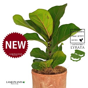 カシワバゴム 茶色 モスポット シリンダー型 陶器鉢 1鉢 【ココファイバー】フィカス リラータ バンビーノ ゴム ゴムの木 柏葉 柏餅 柏葉ゴム Ficus lyrata fiddle-leaf fig