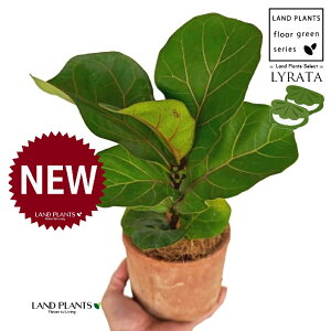 JVoS F X|bg V_[^ 픫 1 yRRt@Co[ztBJX [^ or[m S S̖ t  tS Ficus lyrata fiddle-leaf fig
