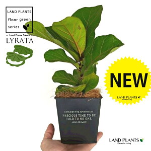 JVoS zCgS F XNGA^ uL|bg STCY yRRt@Co[z tBJX [^ or[m S S̖ t  tS Ficus lyrata fiddle-leaf fig