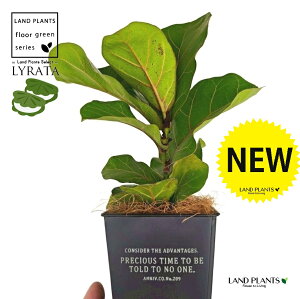 JVoS zCgS F XNGA^ uL|bg STCY yRRt@Co[z tBJX [^ or[m S S̖ t  tS Ficus lyrata fiddle-leaf fig