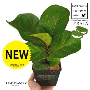 JVoS zCgS F XNGA^ uL|bg STCY yRRt@Co[z tBJX [^ or[m S S̖ t  tS Ficus lyrata fiddle-leaf fig