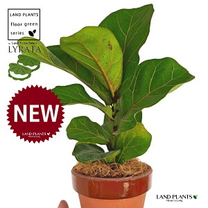 JVoS ̂Ȃ ʉ 4 [^ 1 yRRt@Co[z tBJX [^ or[m S S̖ t  tS Ficus lyrata fiddle-leaf fig