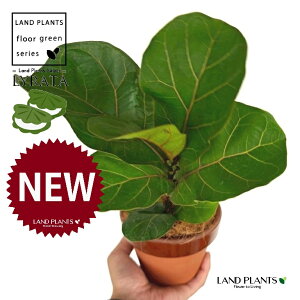JVoS ̂Ȃ ʉ 4 [^ 1 yRRt@Co[z tBJX [^ or[m S S̖ t  tS Ficus lyrata fiddle-leaf fig