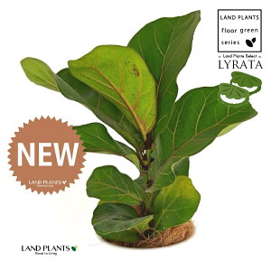 JVoS 4 F {[|bg M̎ vX`bN MTCY 1 yRRt@Co[z tBJX [^ or[m S S̖ t  tS Ficus lyrata fiddle-leaf fig