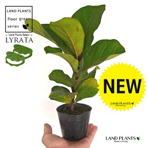 JVoS 3 |bgc 1 tBJX [^ or[m S S̖ t  tS Ficus lyrata fiddle-leaf fig