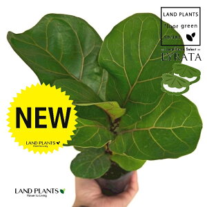 JVoS 3 |bgc 1 tBJX [^ or[m S S̖ t  tS Ficus lyrata fiddle-leaf fig