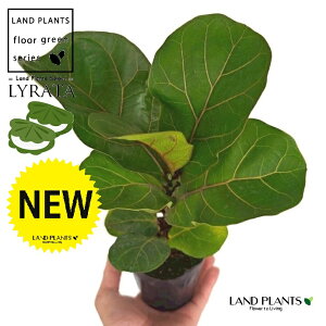 JVoS 3 |bgc 1 tBJX [^ or[m S S̖ t  tS Ficus lyrata fiddle-leaf fig