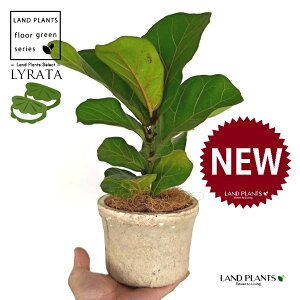 JVoS F X|bg V_[^ 픫 1 yRRt@Co[ztBJX [^ or[m S S̖ t  tS Ficus lyrata fiddle-leaf fig