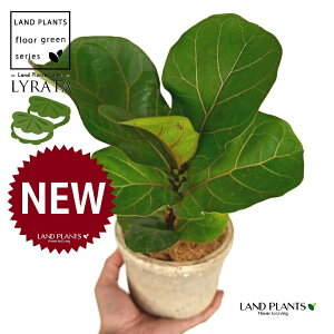 JVoS F X|bg V_[^ 픫 1 yRRt@Co[ztBJX [^ or[m S S̖ t  tS Ficus lyrata fiddle-leaf fig