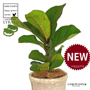JVoS F X|bg V_[^ 픫 1 yRRt@Co[ztBJX [^ or[m S S̖ t  tS Ficus lyrata fiddle-leaf fig