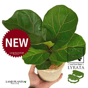 JVoS F X|bg V_[^ 픫 1 yRRt@Co[ztBJX [^ or[m S S̖ t  tS Ficus lyrata fiddle-leaf fig