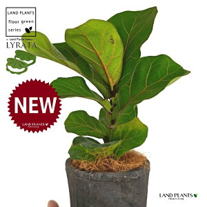 JVoS F X|bg V_[^ 픫 1 yRRt@Co[ztBJX [^ or[m S S̖ t  tS Ficus lyrata fiddle-leaf fig