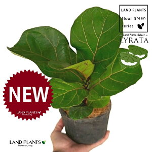 JVoS F X|bg V_[^ 픫 1 yRRt@Co[ztBJX [^ or[m S S̖ t  tS Ficus lyrata fiddle-leaf fig