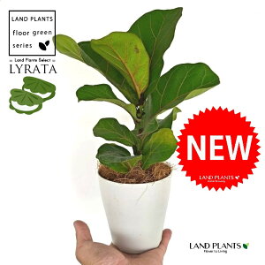JVoS 4 F vX`bN 1 yRRt@Co[ztBJX [^ or[m S S̖ t  tS Ficus lyrata fiddle-leaf fig