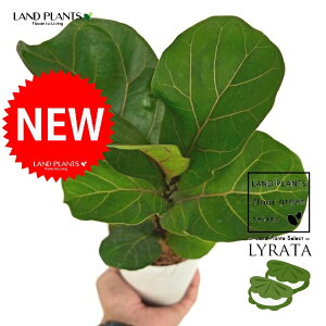 JVoS 4 F vX`bN 1 yRRt@Co[ztBJX [^ or[m S S̖ t  tS Ficus lyrata fiddle-leaf fig