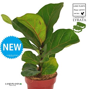 JVoS 4 F vX`bN 1 yRRt@Co[ztBJX [^ or[m S S̖ t  tS Ficus lyrata fiddle-leaf fig
