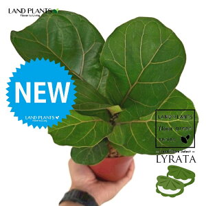 JVoS 4 F vX`bN 1 yRRt@Co[ztBJX [^ or[m S S̖ t  tS Ficus lyrata fiddle-leaf fig