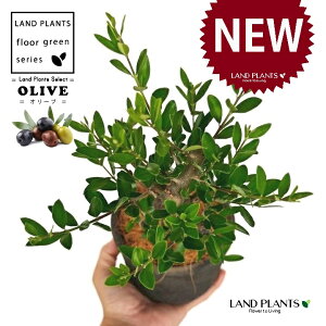 yȖځz I[uiÖؕFj F X|bg V_[^ 픫 1 yRRt@Co[z I[u̖ I[u̎ ŗeւ̃v[g ̋LOi eM