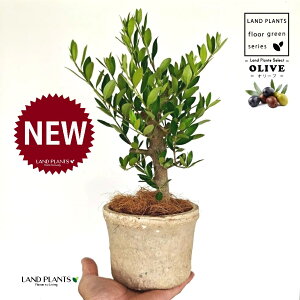 yȖځz I[uiÖؕFj F X|bg V_[^ 픫 1 yRRt@Co[z I[u̖ I[u̎ ŗeւ̃v[g ̋LOi eM