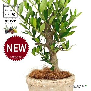 yȖځz I[uiÖؕFj F X|bg V_[^ 픫 1 yRRt@Co[z I[u̖ I[u̎ ŗeւ̃v[g ̋LOi eM