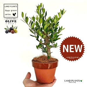 yȖځz I[uiÖؕFj ̂Ȃ ʉ 4 [^ 1 yRRt@Co[z I[u̖ I[u̎ ŗeւ̃v[g ̋LOi eMtg e