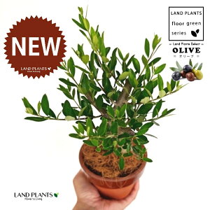 yȖځz I[uiÖؕFj ̂Ȃ ʉ 4 [^ 1 yRRt@Co[z I[u̖ I[u̎ ŗeւ̃v[g ̋LOi eMtg e