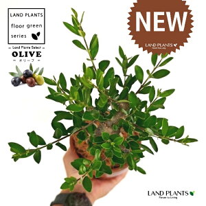 yȖځz I[uiÖؕFj ̂Ȃ ʉ 4 [^ 1 yRRt@Co[z I[u̖ I[u̎ ŗeւ̃v[g ̋LOi eMtg e