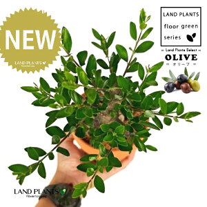 yȖځz I[uiÖؕFj ̂Ȃ fĂ 4 [^ 1 yRRt@Co[z I[u̖ I[u̎ ŗeւ̃v[g ̋LOi eMtg 