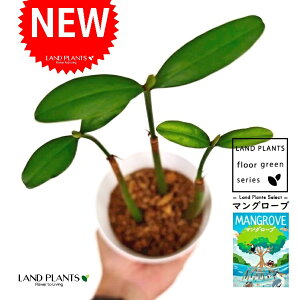 }O[u 4 F Ȃ vX`bN 1 CYсiЂ傤j gij gсij mangrove "mangrove thicket"