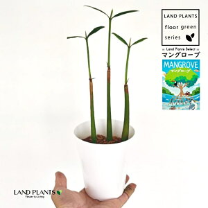 }O[u 4 F Ȃ vX`bN 1 CYсiЂ傤j gij gсij mangrove "mangrove thicket"