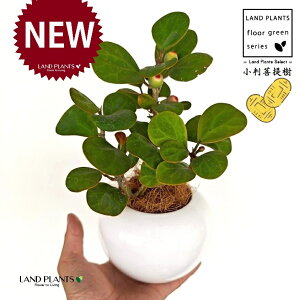 Ro{_CWiFS[hRCj F ی^ 픫 1 yMERRt@Co[z tBJX fgCfA  {_CW Ficus deltoidea