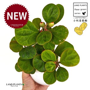 Ro{_CWiFS[hRCj F ی^ 픫 1 yMERRt@Co[z tBJX fgCfA  {_CW Ficus deltoidea