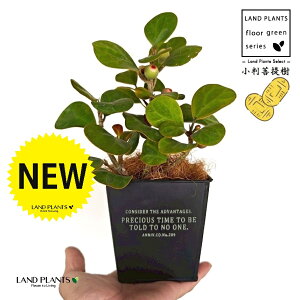 Ro{_CWiFS[hRCj zCgS F XNGA^ uL|bg STCY yRRt@Co[z tBJX fgCfA  {_CW Ficus deltoidea